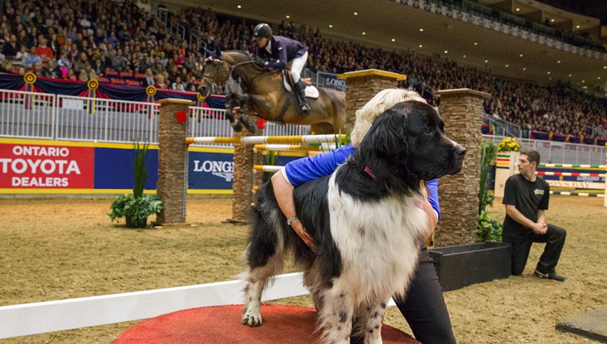 Canine/Equine International Jumper Challenge 